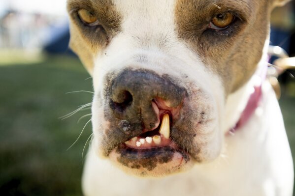 The most 2024 ugliest dog